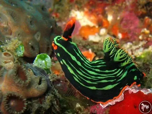 Dive Site Spotlight: Tulamben