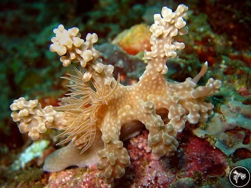 Miamira alleni: One of the Most Searched Nudibranchs You've Probably Overlooked