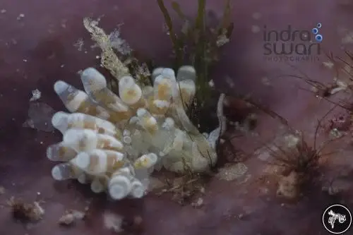 Nudi Photo