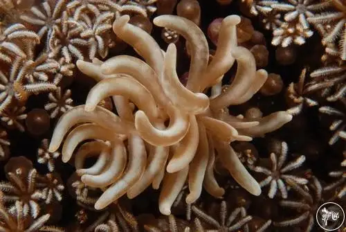 Nudi Photos