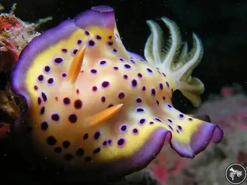 Nudi