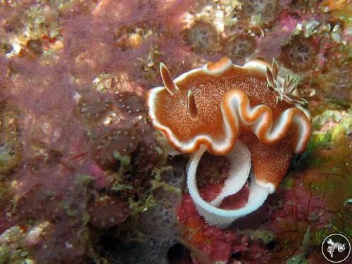 Macro Heaven: A Guide to the Nudibranchs of Bali