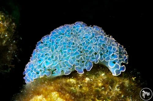 Nudibranch Diving in Bonaire: The Caribbean's Best-Kept Macro Secret