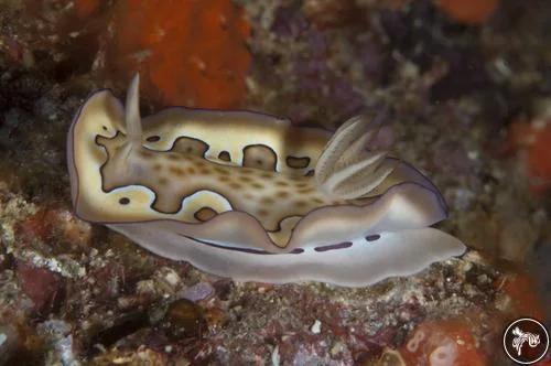 Nudibranch Diving in Fiji: What to Expect Underwater