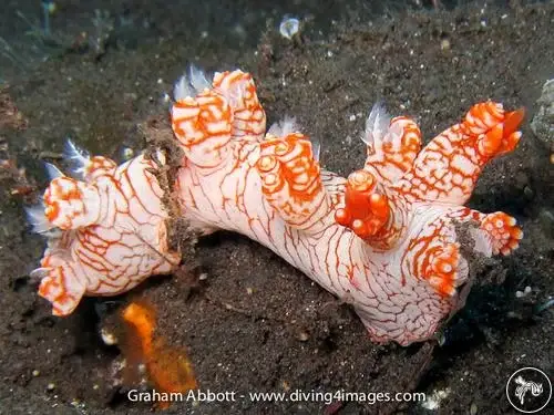 Nudibranch ID: A System That Actually Works