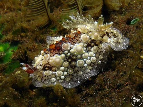 Nudibranch Identification: What Field Guides Don't Tell You