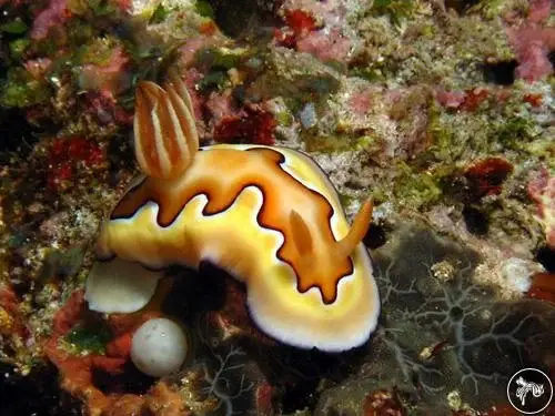 Goniobranchus coi: Identification Guide, Habitat & Photography Tips