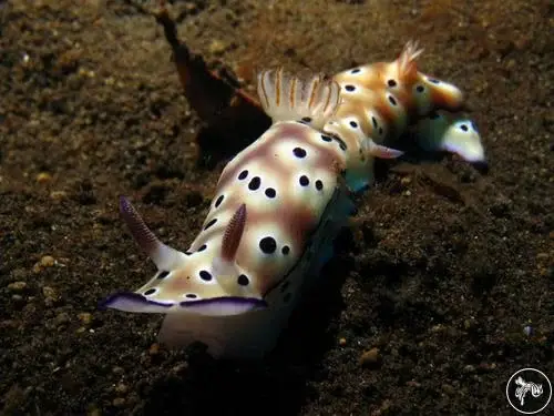Welcome to Nudi Pixel Blog