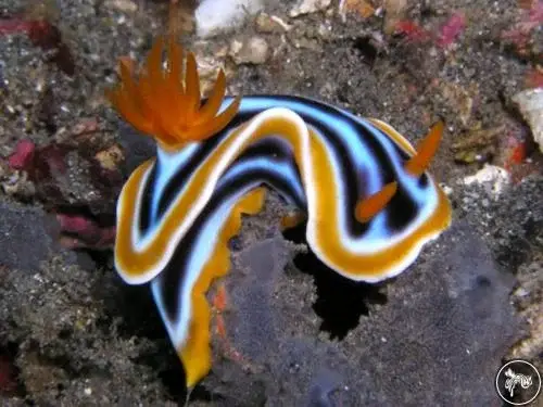 Why Nudibranch?